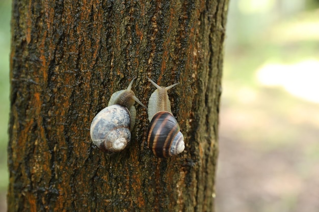 small beautiful snail in the garden. outdoor close-up