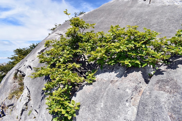 石灰岩に生えている小さなブナ（Fagus sylvatica）