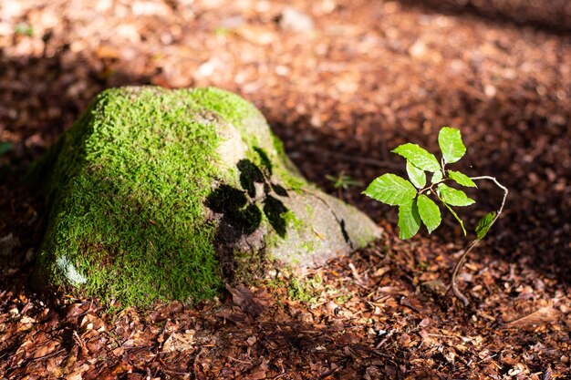 Small beech tree in the forest in summer