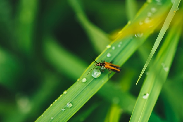 Мелкий жук cerambycidae на яркой блестящей зеленой траве