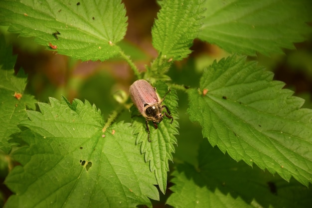 A small beetle crawls upside down on the green lush foliage. Photographed in close-up.