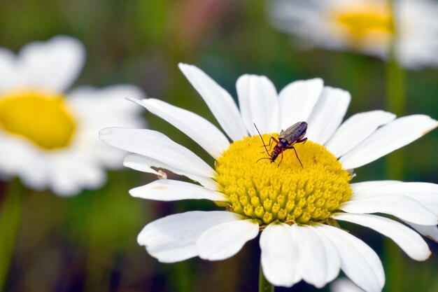 Photo a small beetle feeds on the flowers of a daisy