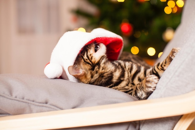 Small bengal kitten play with Santa hat, defocus christmas tree