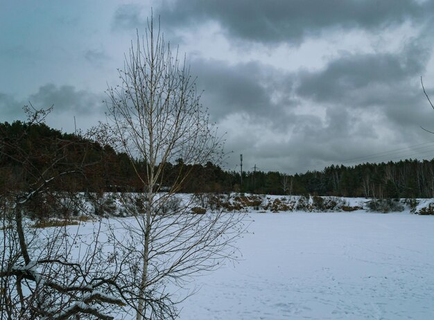 薄暗い空と雪で覆われた森の湖を背景にした小さな白樺