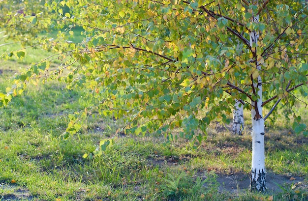 写真 秋の都市公園の小さな白樺の木