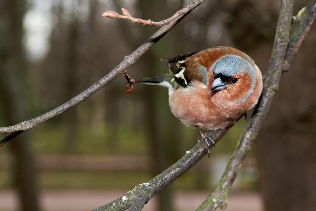 Small bird on a branch looks at the camera