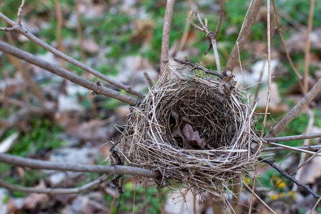 Photo a small bird built its nest on a branch