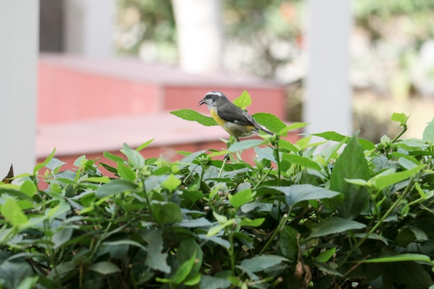 Foto piccolo uccello mimetizzato tra le foglie verdi in un giardino