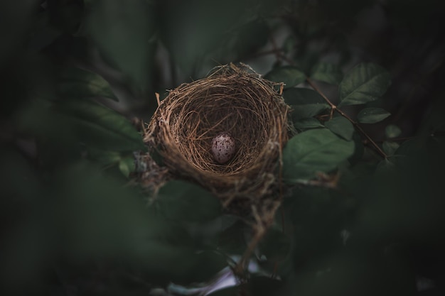 Photo small bird eggs in the green tree