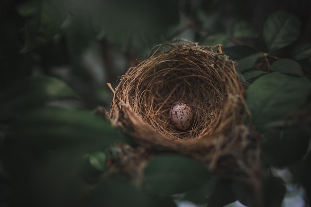 緑の木の中の小さな鳥の卵