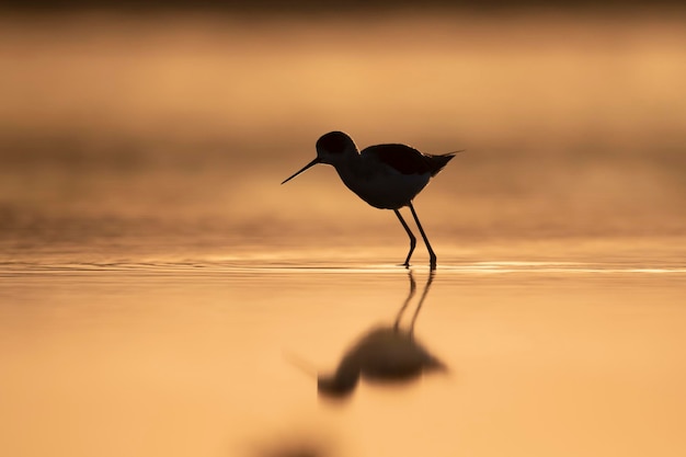 A small bird is standing in the water with its beak open.