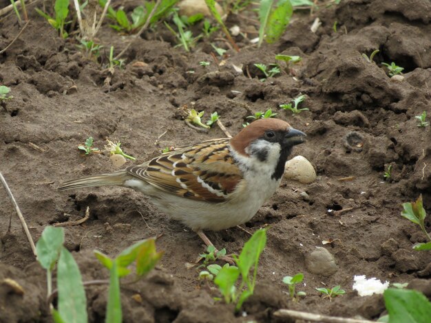 村の小さな庭にある自然の小鳥