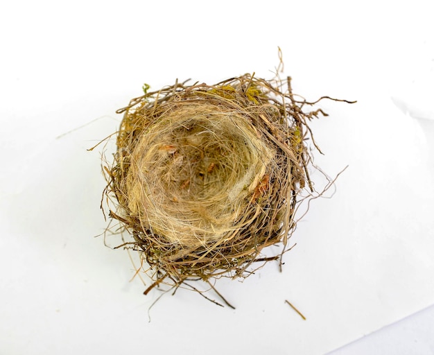 small bird nest on white background top view