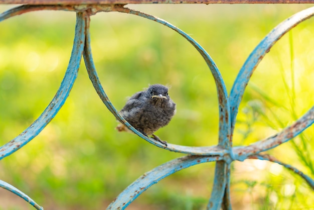 Small bird outdoors Sparrow chick