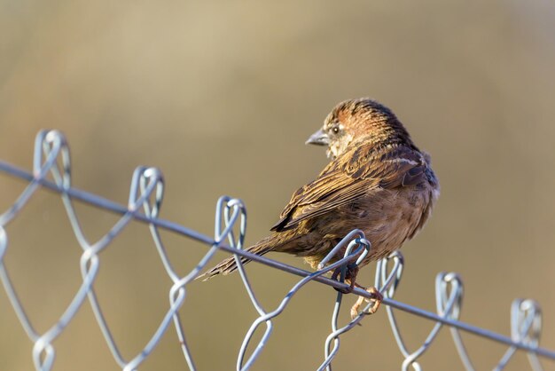 Small bird perched on fence