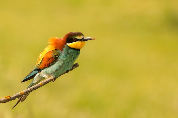 Small bird perched nice plumage  