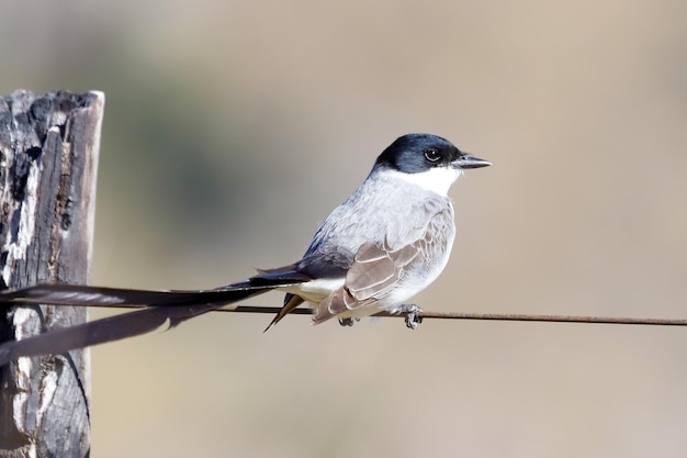 A small bird sits on a wire with a blurred background.