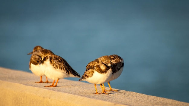 Small bird sitting on Seven Mile Bridge, Florida.