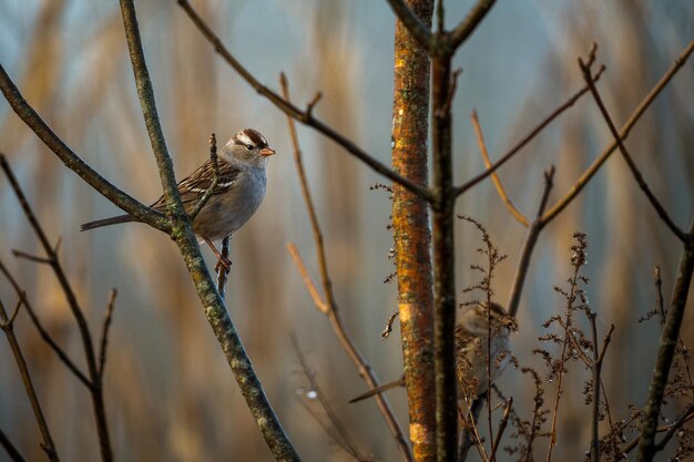 Photo a small bird sitting on top of a branch next to bare trees