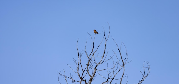 Small bird sitting on a tree with blue sky in background