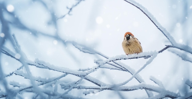 Small bird sparrow sitting on tree branch on winter nature background