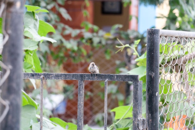 Small bird standing on a metal fence in a garden