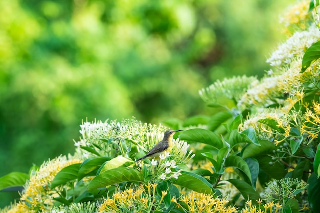 small bird on the tree.