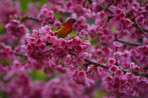 タイ北部、チェンマイのアンカンに咲く高層階にピンク色の桜の小鳥、トリッキーな蜜
