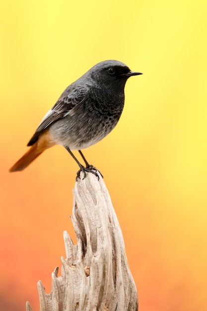 Small bird on a trunk 