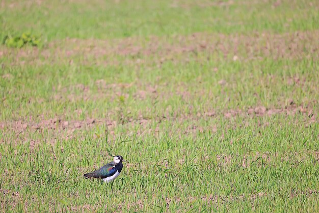 森の野生の小鳥