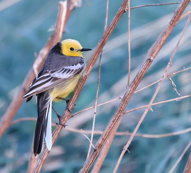 small bird in the wild in the forest