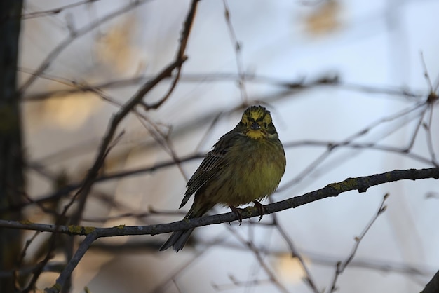 small bird in the wild in the forest