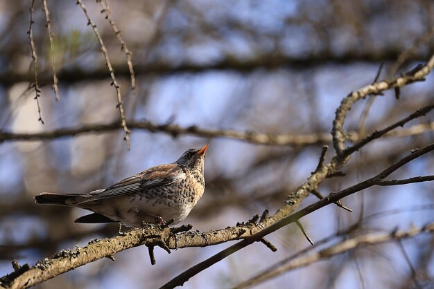 small bird in the wild in the forest