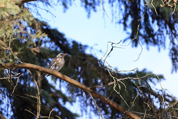 small bird in the wild in the forest