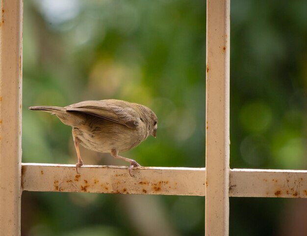 Photo small bird on the window