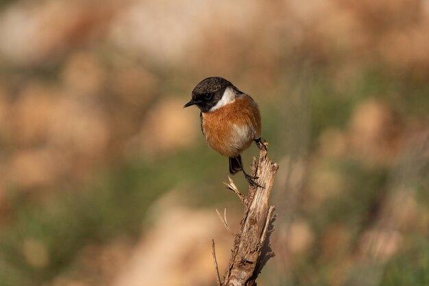 A small bird with a black face and white belly