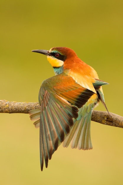 Small bird with a nice plumage  