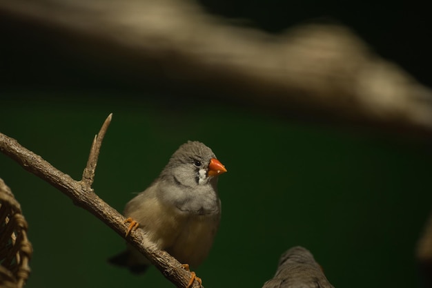 Photo a small bird with an orange beak sits on a branch in a cage