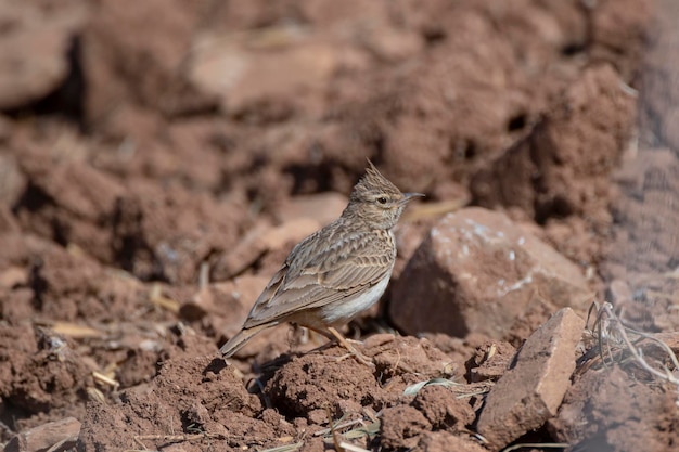 A small bird with a white and gray head sits on a dirt field