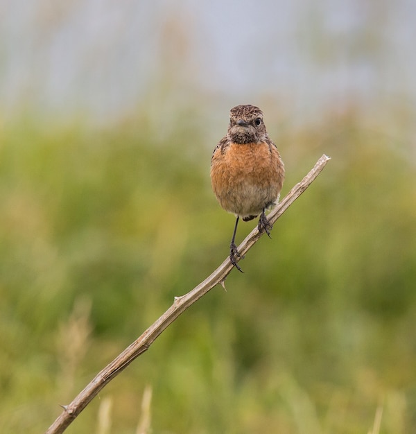 small birds of different colors and different songs brighten the summer