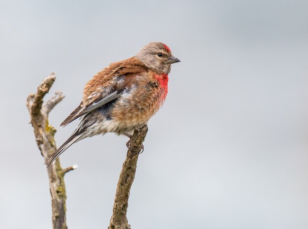 Foto piccoli uccelli di diversi colori e diverse canzoni illuminano l'estate