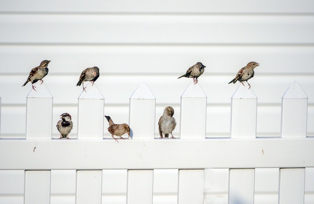 Foto piccoli uccelli su una recinzione bianca