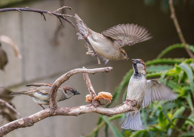 small birds