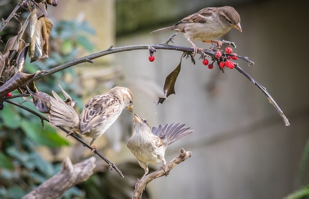 small birds