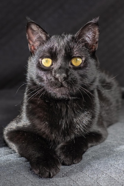 Небольшая черная красивая домашняя смешанная кошка-метисо лежит на сером тканевом фоне милая настольная заставка открытка