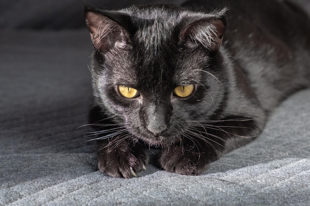 Небольшая черная красивая домашняя смешанная кошка-метисо лежит на сером тканевом фоне милая настольная заставка открытка