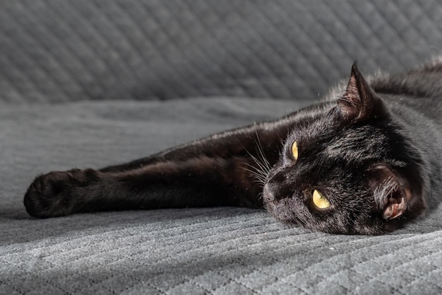 A small black beautiful domestic mongrel mestizo kitten lies on a gray fabric background