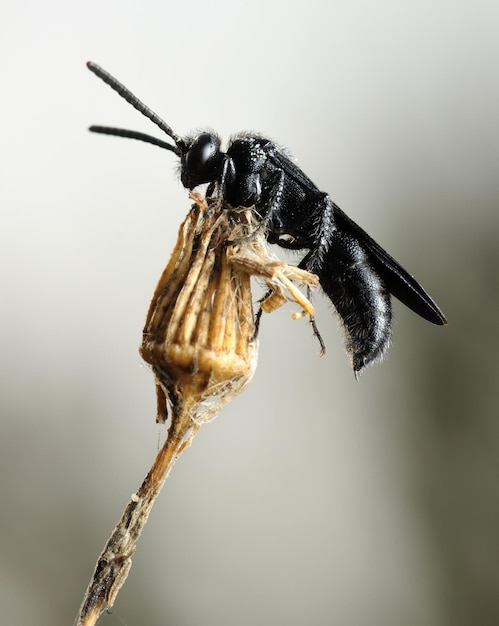 Small black bee on the dry plant