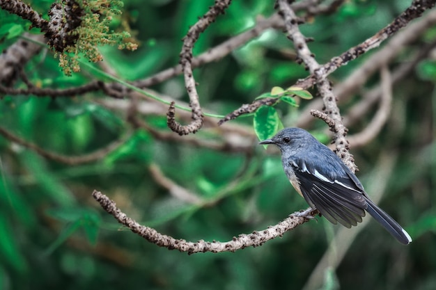 A small black bird clinging on a tree branch and foraging in the morning in a central park in a big city.