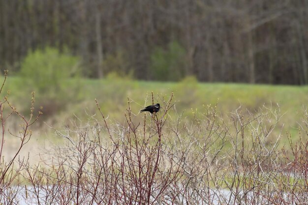 Small black bird standing on dry tree branches near the water on the background of dense trees